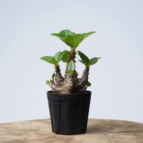 Pachypodium baronii var.windsorii 実生【発根済み】〈幹幅6.1cm〉