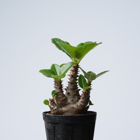 Pachypodium baronii var.windsorii 実生【発根済み】〈幹幅6.1cm〉
