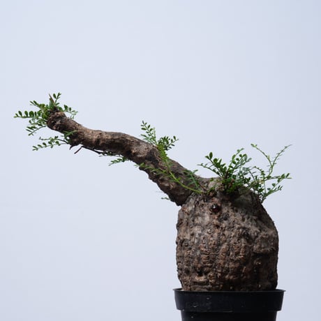 Operculicarya  pachypus 【発根済み】〈幹幅11.5cm〉