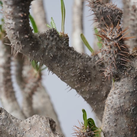 Pachypodium rosulatum var. gracilius 綴化   【発根済み】〈幹幅15.7cm〉