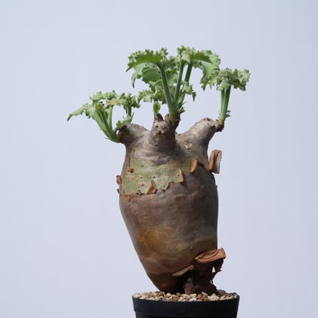 Cyphostemma uter var. macropus【発根済み】（幹幅10.1cm）