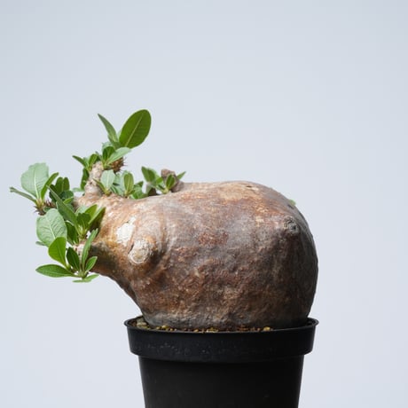 Pachypodium makayense【発根済み】〈幹幅12.9cm〉