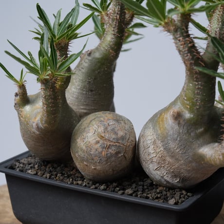 Pachypodium rosulatum var. gracilius 【発根済み】