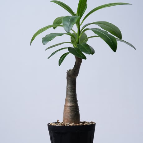 Pachypodium decaryi  【実生】〈幹幅3.8cm〉