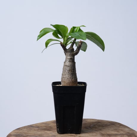 Pachypodium decaryi  【実生】〈幹幅4.9cm〉