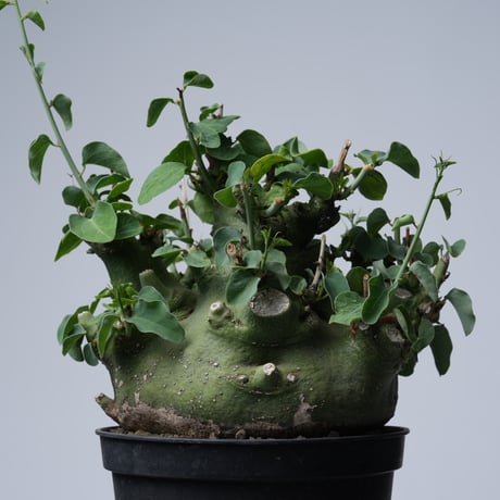 Adenia spinosa 〈幹幅15.4cm〉【発根済み】