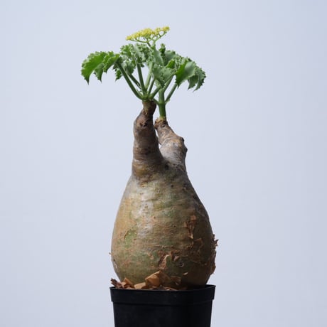 Cyphostemma uter var. macropus【発根済み】（幹幅11.7cm）