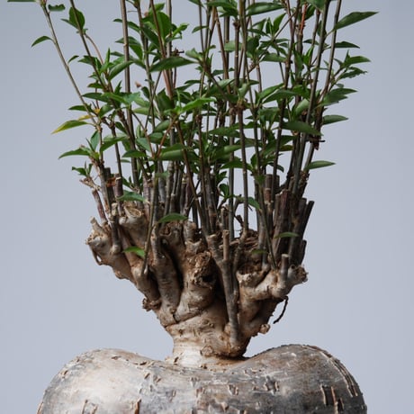Euphorbia mahabobokensis【発根済み】〈幹幅17.1cm〉
