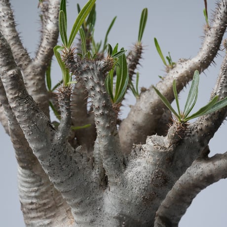 Pachypodium rosulatum var. gracilius 綴化   【発根済み】〈幹幅15.7cm〉