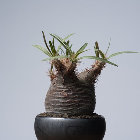 Pachypodium rosulatum var. gracilius × 中川智治   【発根済み】〈幹幅6.9cm〉