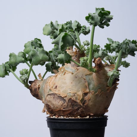Cyphostemma uter var. macropus【発根済み】（幹幅17.2cm）