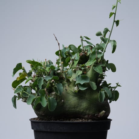 Adenia spinosa 〈幹幅15.4cm〉【発根済み】