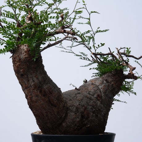 Operculicarya  pachypus 【発根済み】〈幹幅22.5cm〉