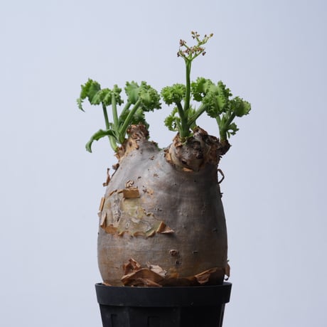 Cyphostemma uter var. macropus【発根済み】（幹幅11.3cm）