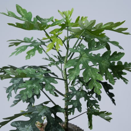 Adenia metamorpha【発根済み】〈幹幅13.2cm〉