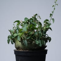 Adenia spinosa 〈幹幅15.4cm〉【発根済み】