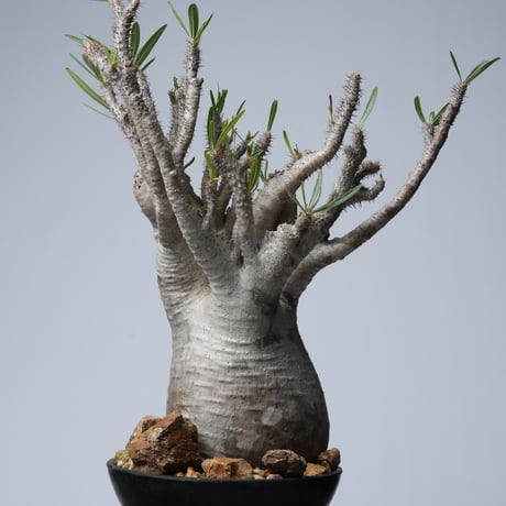 Pachypodium rosulatum var. gracilius 綴化   【発根済み】〈幹幅15.7cm〉