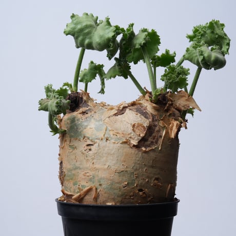Cyphostemma uter var. macropus【発根済み】（幹幅14.0cm）