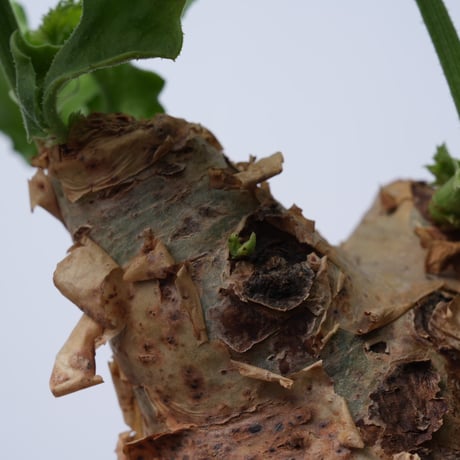 Cyphostemma uter var. macropus【発根済み】（幹幅11.3cm）