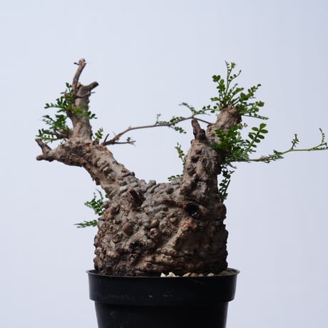 Operculicarya  pachypus 【発根済み】〈幹幅10.7cm〉
