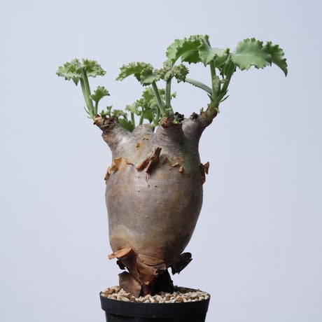 Cyphostemma uter var. macropus【発根済み】（幹幅10.1cm）