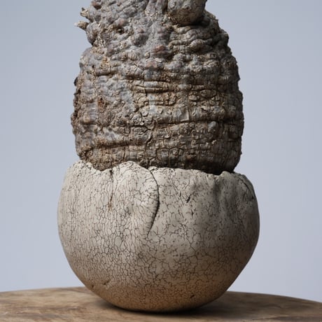 Operculicarya  pachypus 【発根済み】× 中根 楽   〈幹幅13.2cm〉