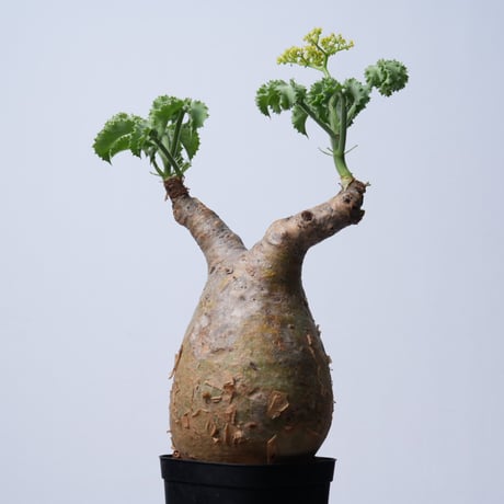 Cyphostemma uter var. macropus【発根済み】（幹幅11.7cm）