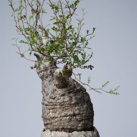 Operculicarya  pachypus 【発根済み】× 中根 楽   〈幹幅13.2cm〉