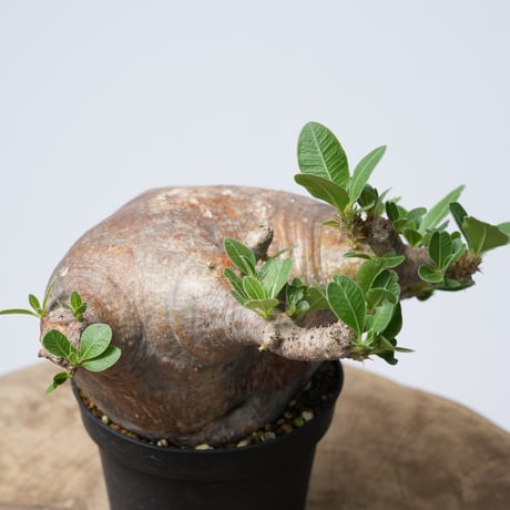 Pachypodium makayense【発根済み】〈幹幅12.9cm〉