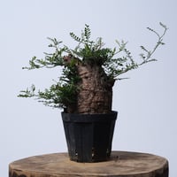 Operculicarya  pachypus 【発根済み】〈幹幅9.6cm〉