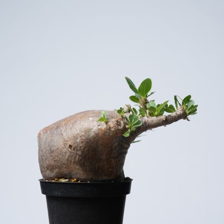 Pachypodium makayense【発根済み】〈幹幅12.9cm〉