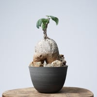 Adenia metamorpha【発根済み】（幹幅9.5cm)