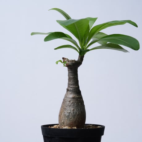 Pachypodium decaryi  【実生】〈幹幅4.6cm〉