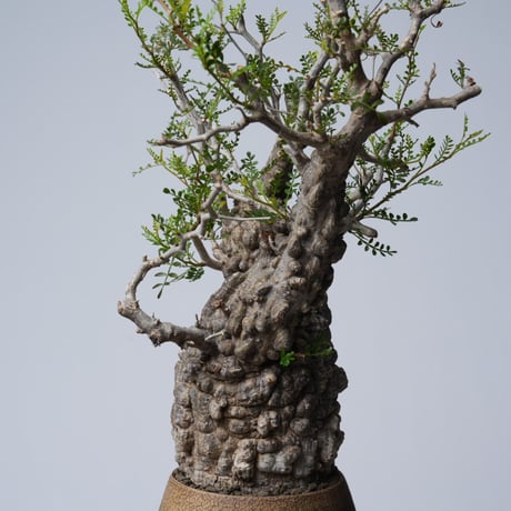 Operculicarya  pachypus 【発根済み】× 中根 楽   〈幹幅10.1cm〉