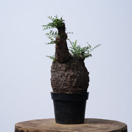 Operculicarya  pachypus 【発根済み】〈幹幅11.5cm〉