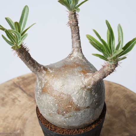 Pachypodium rosulatum var. gracilius   【発根済み】〈幹幅8.6cm〉