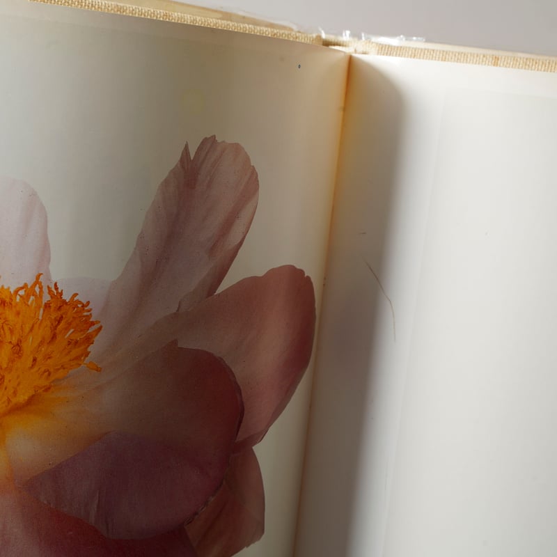 FLOWERS / Irving Penn (アーヴィング・ペン) | bookobscura