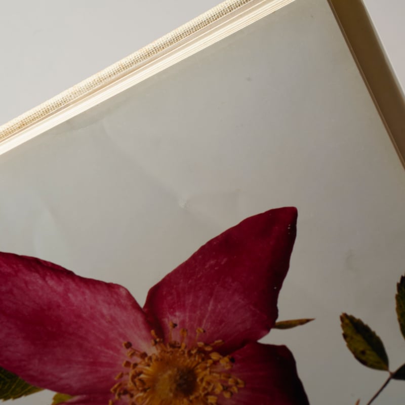 FLOWERS / Irving Penn (アーヴィング・ペン) | bookobscura