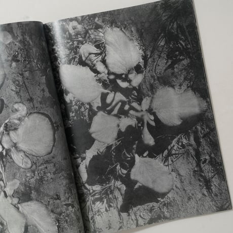 [新刊サイン入/New,Signed] 植物、暗室のための習作 / 横田大輔(Daisuke Yokota)