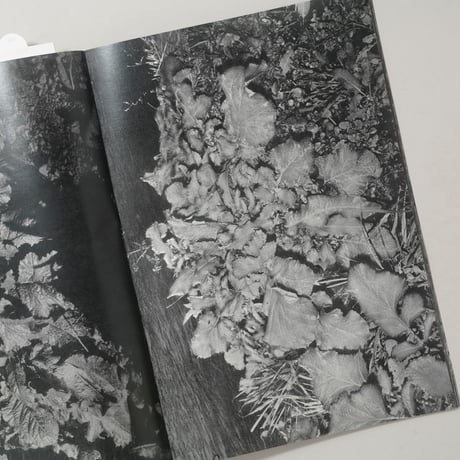 [新刊サイン入/New,Signed] 植物、暗室のための習作 / 横田大輔(Daisuke Yokota)