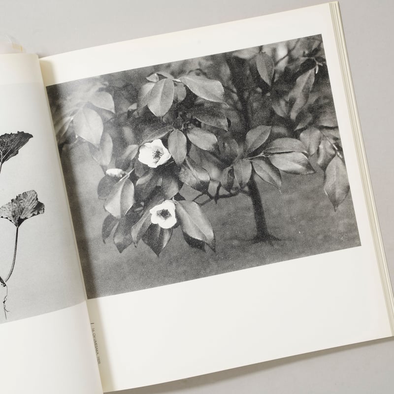 LA PHOTOGRAPHIE JAPONAISE Du Pictorialisme Au M