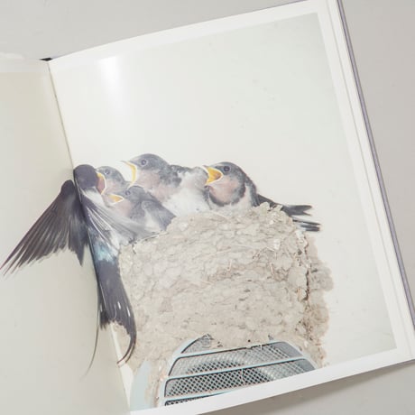 Des oiseaux (On birds) / 川内倫子(Rinko Kawauchi)