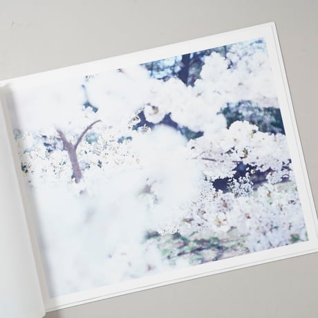 SAKURA / 鈴木理策(Risaku Suzuki)