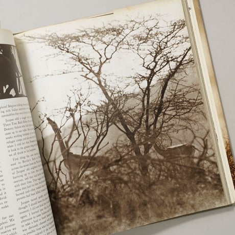 The End of the Game / Peter Beard(ピーター・ビアード)
