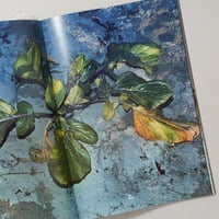 [新刊/New] 植物、多摩川中流域、冬 / 横田大輔(Daisuke Yokota)