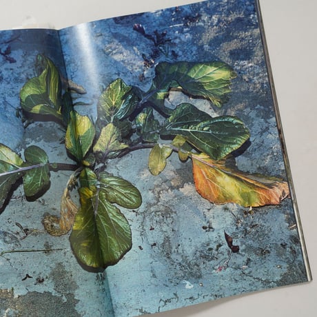 [新刊/New] 植物、多摩川中流域、冬 / 横田大輔(Daisuke Yokota)