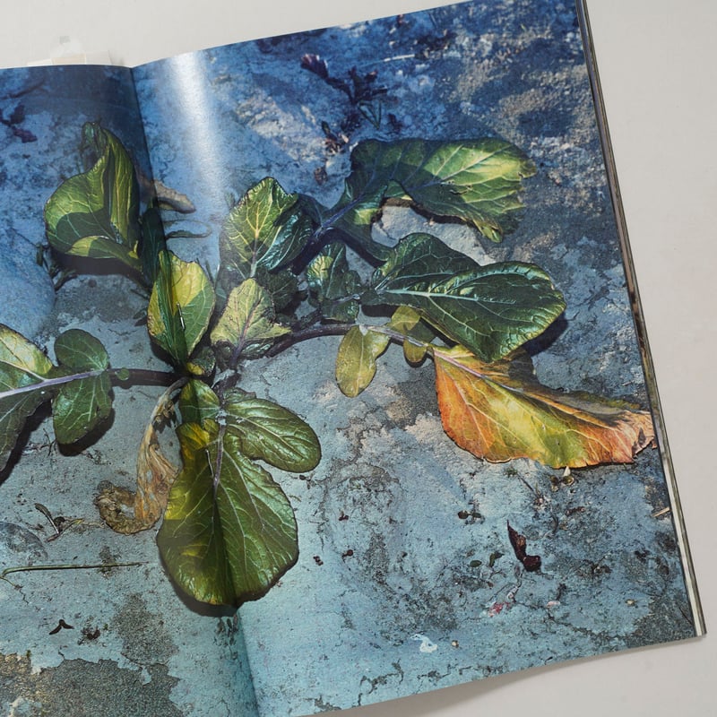 CATEGORY ー landscape | bookobscura｜写真集専門書店｜写真家に