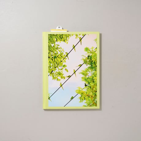 TOKYO PARROTS / 水谷吉法(Yoshinori Mizutani)