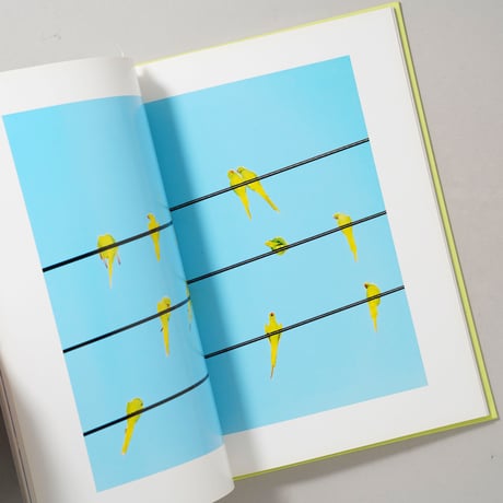 TOKYO PARROTS / 水谷吉法(Yoshinori Mizutani)