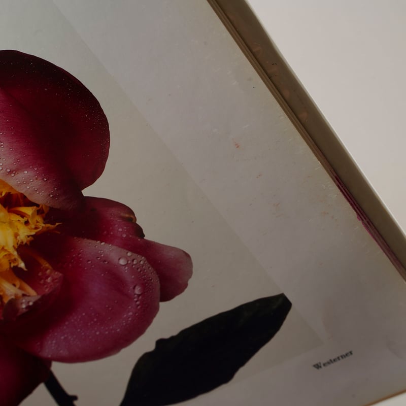 FLOWERS / Irving Penn (アーヴィング・ペン) | bookobscura